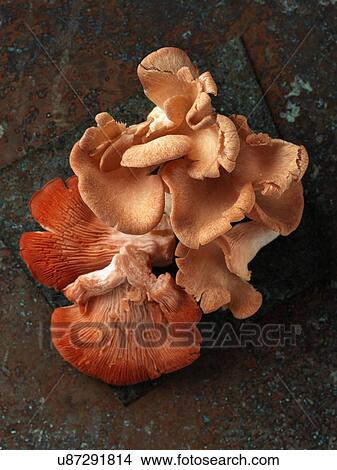Pink oyster chanterelle mushrooms View Large Photo Image Picture - Pink oyster chanterelle mushrooms. Fotosearch