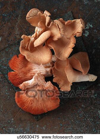 Stock Photography - Pink oyster chanterelle mushrooms. Fotosearch