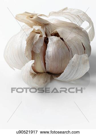 Purple garlic head on a white background View Large Photo Image Stock Photo - Purple garlic head on a white background. Fotosearch