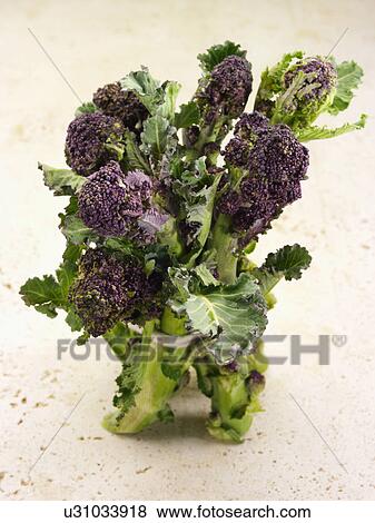 Purple sprouting broccoli View Large Photo Image Stock Photo - Purple sprouting broccoli. Fotosearch