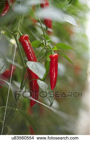 Red Chilli Peppers Growing On Plant View Large Photo Image Picture - Red Chilli Peppers Growing On Plant. Fotosearch