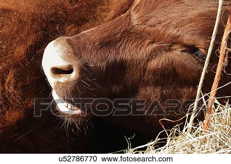 Red poll bullock close up View Large Photo Image Stock Image - Red poll bullock close up. Fotosearch