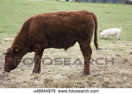 Red poll bullock grazing in a field with a British Lop pig View Large Photo Image Stock Photo - Red poll bullock grazing in a field with a British Lop pig. Fotosearch