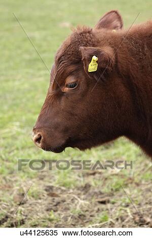 Stock Photography - Red poll bullock grazing in a field. Fotosearch