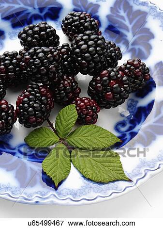 Ripe blackberries on an antique plate on a white background View Large Photo Image Stock Photo - Ripe blackberries on an antique plate on a white background. Fotosearch