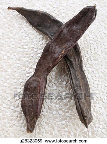 Ripe Carob Pods View Large Photo Image Stock Photo - Ripe Carob Pods. Fotosearch