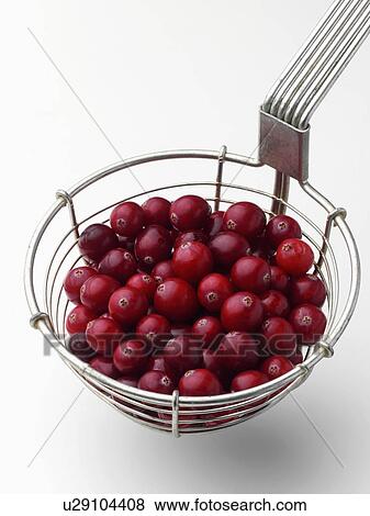 Stock Photo - Ripe cranberries in a metal strainer on a white background. Fotosearch
