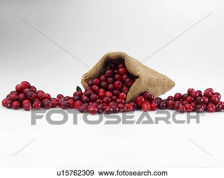 Stock Photo - Ripe cranberries in a sack. Fotosearch