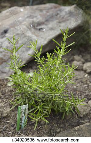Rosemary Plant Growing In Herb Garden View Large Photo Image Stock Photograph - Rosemary Plant Growing In Herb Garden. Fotosearch