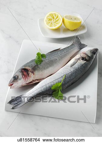 Picture - Sea bass. Fotosearch