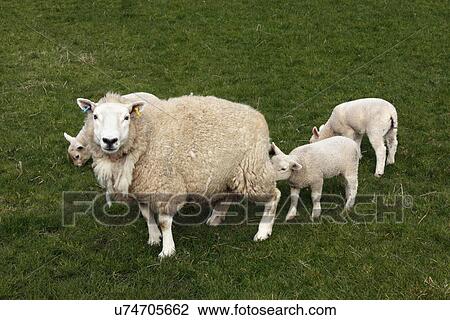 Sheep and lambs in a field View Large Photo Image Stock Image - Sheep and lambs in a field. Fotosearch