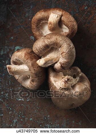 Shitake mushrooms View Large Photo Image Stock Photography - Shitake mushrooms. Fotosearch