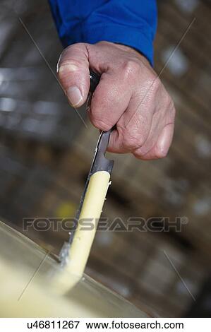 Taking Sample Of Cheese To Check Quality View Large Photo Image Stock Photo - Taking Sample Of Cheese To Check Quality. Fotosearch