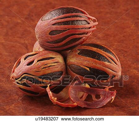 Three Whole Nutmegs With Mace On Brown View Large Photo Image Stock Photo - Three Whole Nutmegs With Mace On Brown. Fotosearch