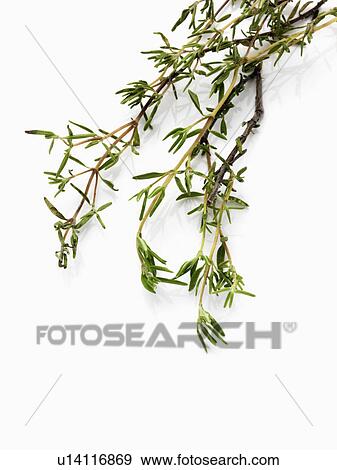 Thyme on a white background View Large Photo Image Stock Photo - Thyme on a white background. Fotosearch
