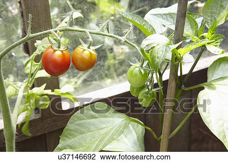 Tomatoes Growing In Greenhouse View Large Photo Image Stock Image - Tomatoes Growing In Greenhouse. Fotosearch