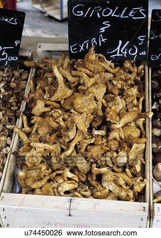 Tray of girolles wild mushrooms at local market, Miramont, France. View Large Photo Image Stock Photograph - Tray of girolles wild mushrooms at local market, Miramont, France.. Fotosearch