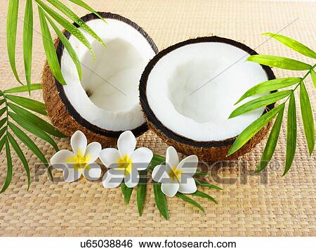 Two Fresh Cut Coconut Halves Wth Three Frangipani Flowers And Palm Fronds, Hessian Tabletop View Large Photo Image Stock Photograph - Two Fresh Cut Coconut Halves Wth Three Frangipani Flowers And Palm Fronds, Hessian Tabletop. Fotosearch