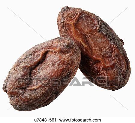 Stock Image - Two Raw Cocoa Beans. Fotosearch