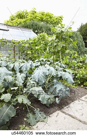 Vegetable Garden With Plants And Greenhouse View Large Photo Image Stock Photography - Vegetable Garden With Plants And Greenhouse. Fotosearch