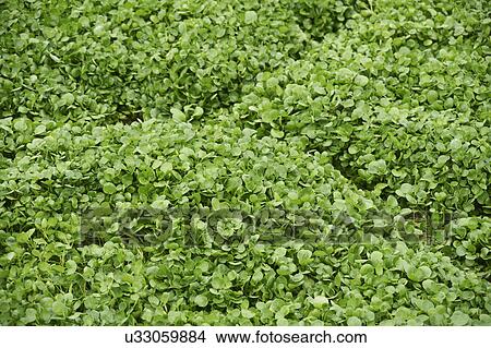 Watercress Growing In Bed View Large Photo Image Picture - Watercress Growing In Bed. Fotosearch