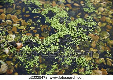 Watercress Growing In Bed View Large Photo Image Stock Photo - Watercress Growing In Bed. Fotosearch