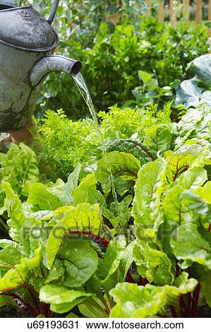 Watering Plants In Vegetable Garden View Large Photo Image Stock Image - Watering Plants In Vegetable Garden. Fotosearch