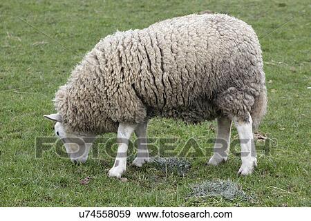 Stock Photo - Welsh Lleyn sheep grazing. Fotosearch