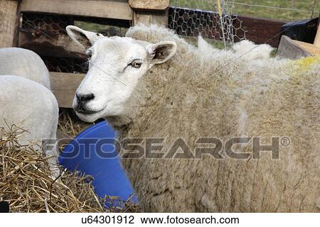 Welsh Lleyn sheep View Large Photo Image Stock Image - Welsh Lleyn sheep. Fotosearch