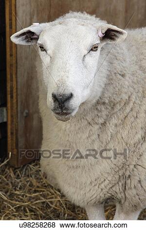 Welsh Lleyn sheep View Large Photo Image Stock Photo - Welsh Lleyn sheep. Fotosearch