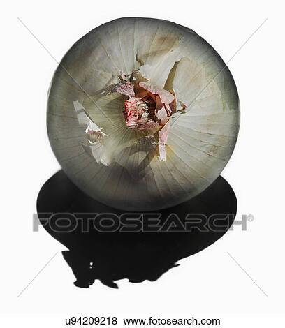 White Onion close up with strong shadow View Large Photo Image Stock Photo - White Onion close up with strong shadow. Fotosearch