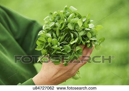 Stock Image - Worker Holding Bunch Of Watercress On Farm. Fotosearch
