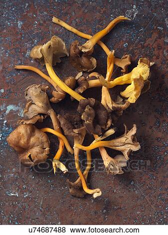 Yellow foot chantarelle wild mushrooms View Large Photo Image Stock Photo - Yellow foot chantarelle wild mushrooms. Fotosearch