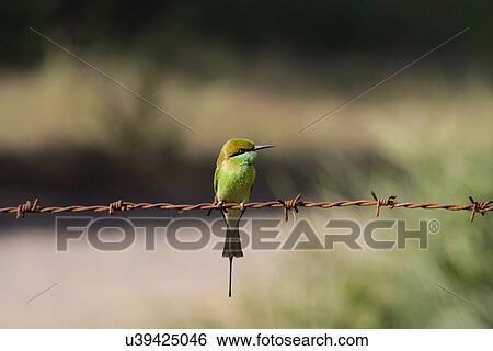 A bee eater View Large Photo Image Stock Photograph - A bee eater. Fotosearch