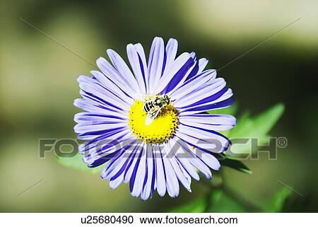 A flower View Large Photo Image Stock Image - A flower . Fotosearch