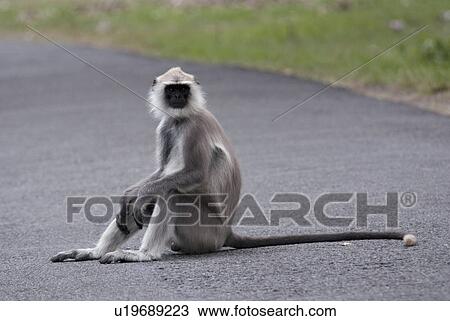 Stock Image - A Grey Langur. Fotosearch