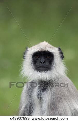 A Grey Langur View Large Photo Image Stock Image - A Grey Langur. Fotosearch