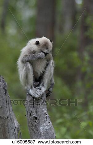 A Grey Langur View Large Photo Image Stock Photo - A Grey Langur. Fotosearch