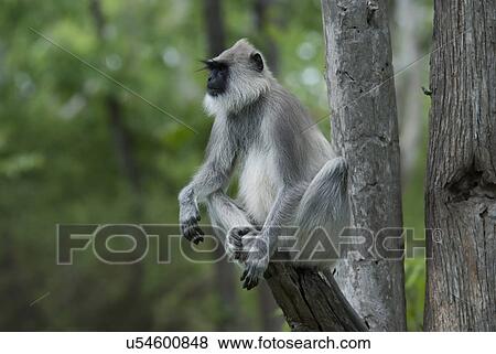 A Grey Langur View Large Photo Image Stock Photo - A Grey Langur. Fotosearch