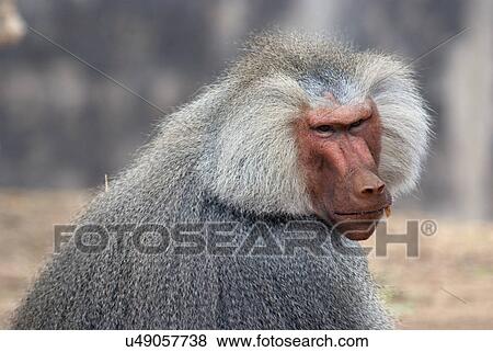 Stock Photo - A male Baboon. Fotosearch