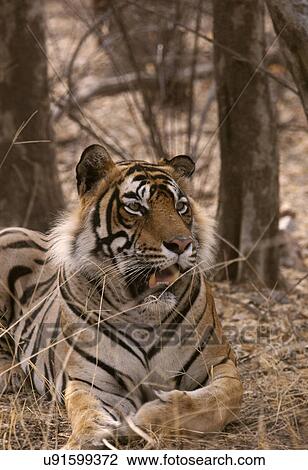 A Tiger resting View Large Photo Image Stock Image - A Tiger resting. Fotosearch