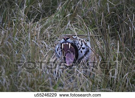 Stock Photo - A Tiger yawning. Fotosearch