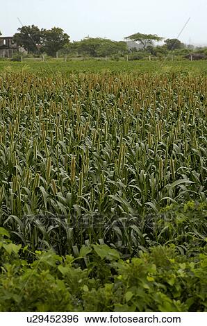 Stock Photograph - Agriculture. Fotosearch