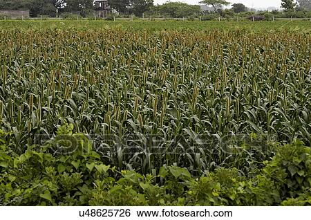 Agriculture View Large Photo Image Stock Photograph - Agriculture. Fotosearch