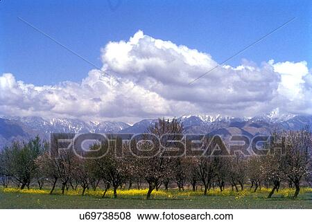 Almond blossom View Large Photo Image Stock Photo - Almond blossom. Fotosearch