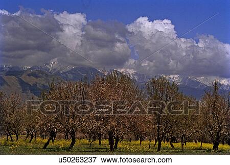 Almond blossoms View Large Photo Image Stock Photo - Almond blossoms. Fotosearch