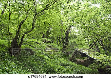 Alpine forest View Large Photo Image Stock Image - Alpine forest . Fotosearch
