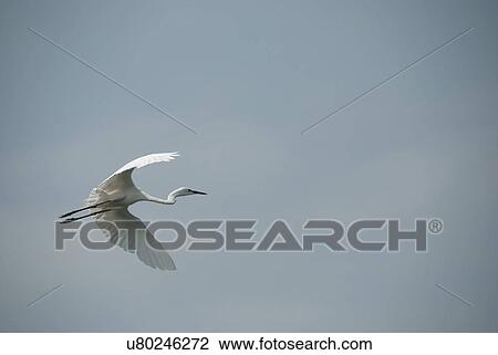 An egret taking flight View Large Photo Image Stock Image - An egret taking flight. Fotosearch