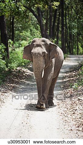 An elephant walking on the road View Large Photo Image Stock Image - An elephant walking on the road. Fotosearch