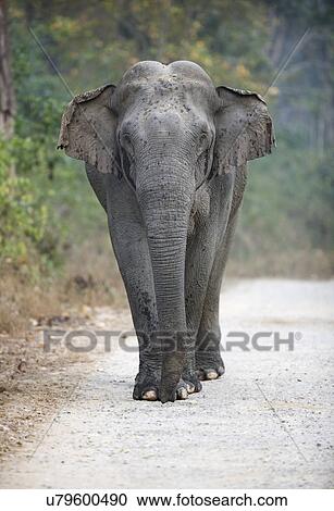 An elephant walking on the road View Large Photo Image Stock Image - An elephant walking on the road. Fotosearch